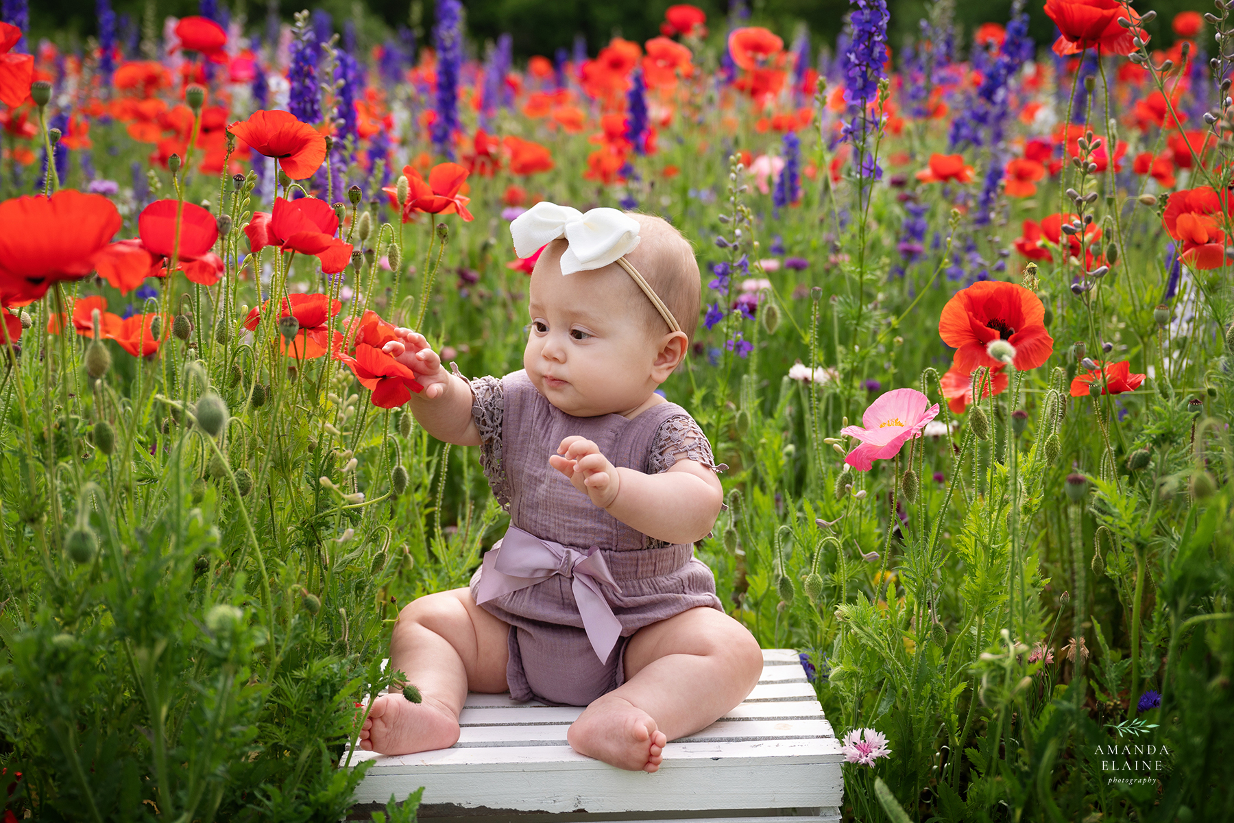 spring mini sessions wildflowers